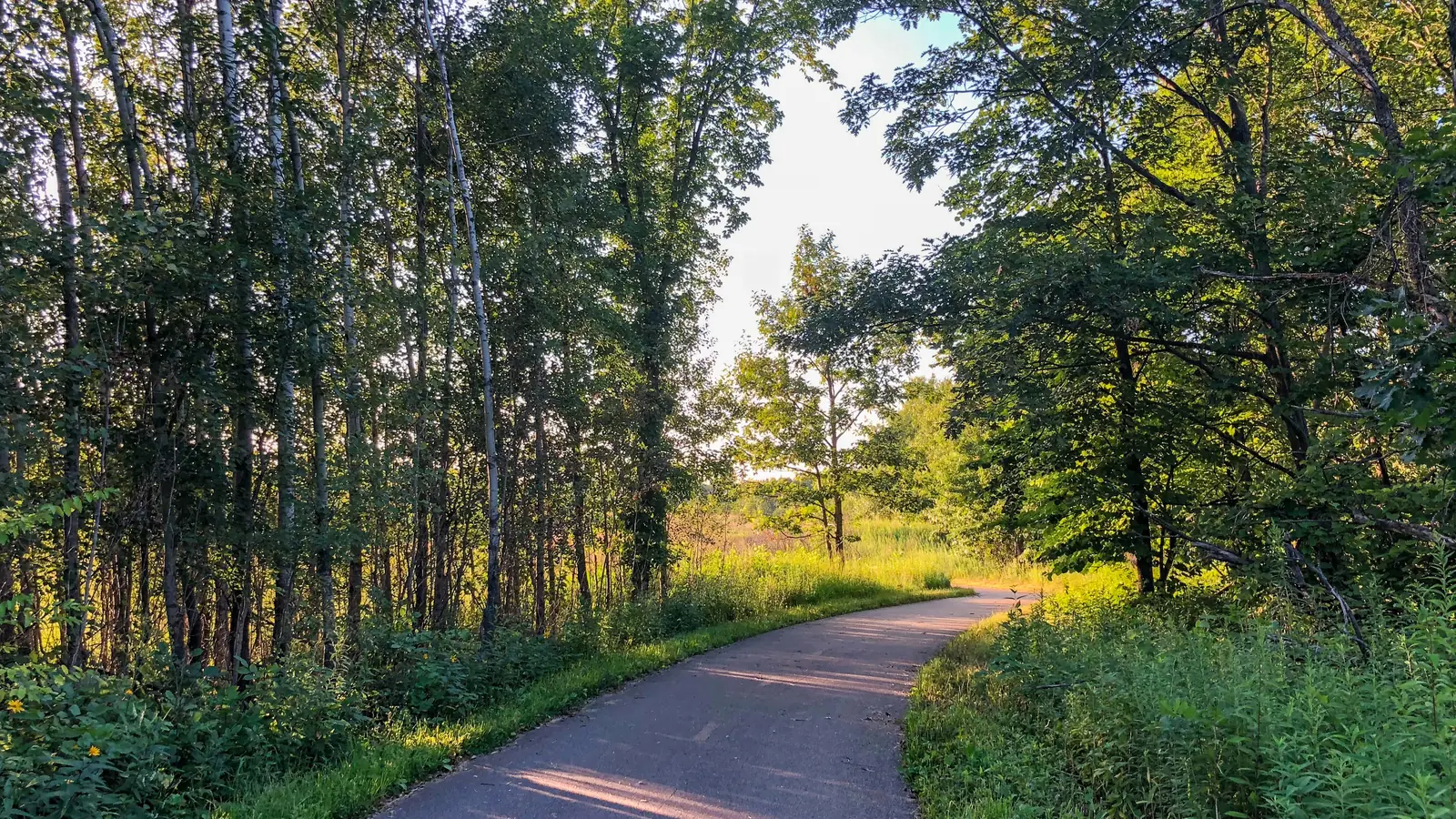 A paved bike trail curving through sunlit birch and oak woods at Pine Bend Bluffs in Inver Grove Heights on a summer evening.